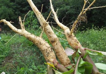 它的根部是不是和人参,萝卜有点像?
