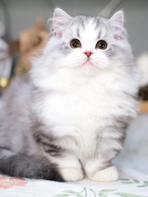 银白拿破仑矮脚猫 曼基康长毛短腿猫_疫苗_枫叶_拿破仑矮脚猫_宠物_猫