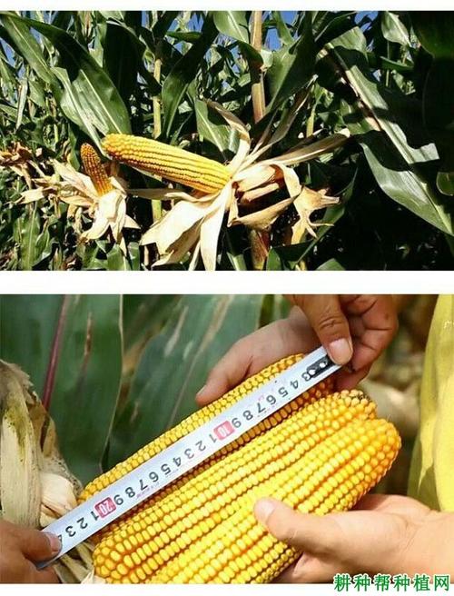 秋乐126玉米品种好不好