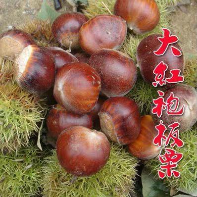 嫁接蒙山板栗大红袍板栗树苗包成活包品种包邮当年挂果