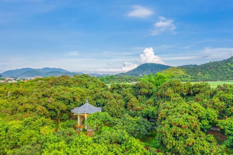 67广东茂名荔枝品牌体验店启动全国24个城市上架
