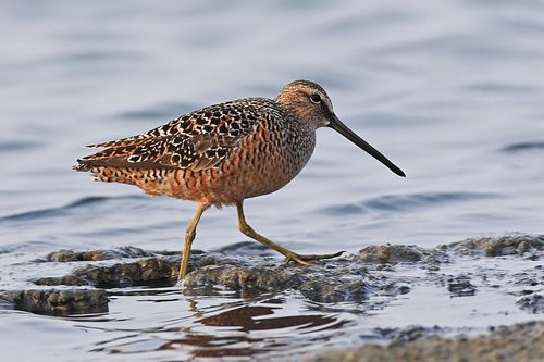 搞不清楚是什么鹬了(长嘴鹬)