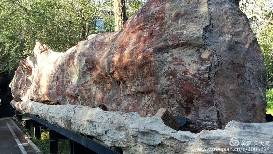 新疆古生态园中的古胡杨与硅化木