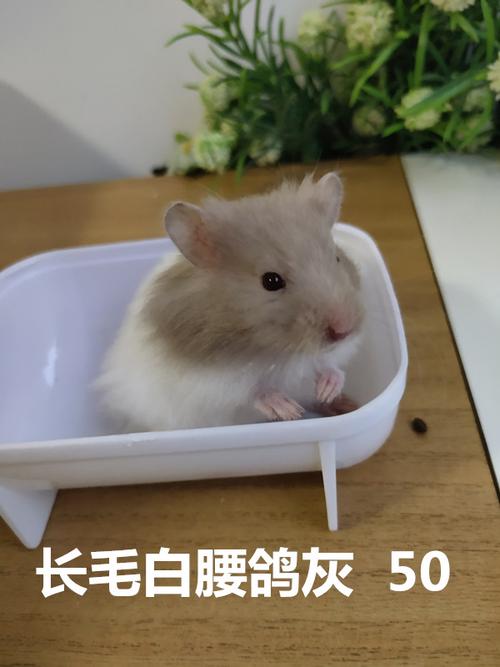 长毛j金丝熊活物鸽灰杂银仓鼠宠物活宝宝笼子体垫料鼠粮齐套装有