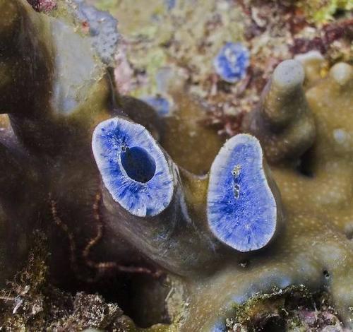 你见过蓝色的珊瑚吗?