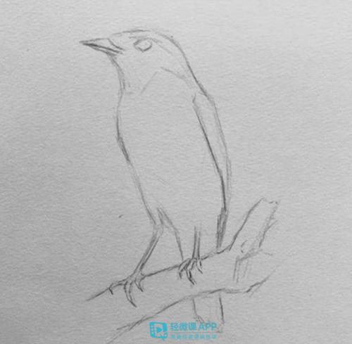 零基础如何画素描小鸟