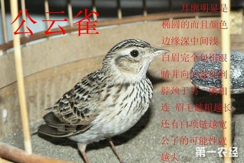 云雀鸟怎么分公母云雀分公母最简单方法