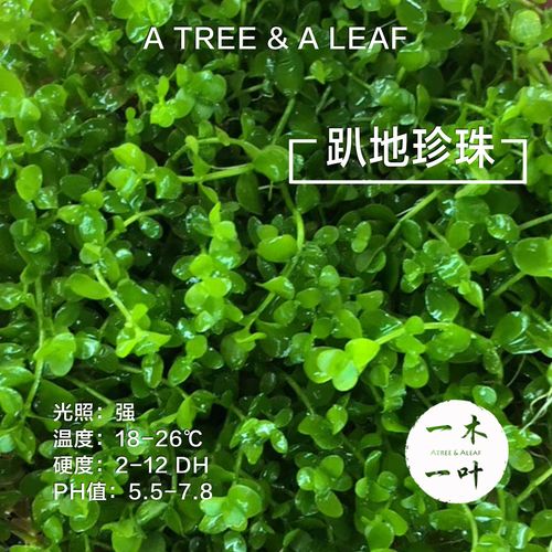 迷你前景草坪水草活体造景珍珠