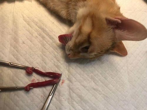 我家猫第一次发情后就做了绝育,当时做的时候是子宫卵巢全切,医生有