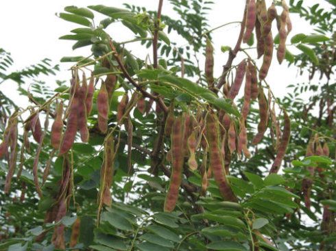 槐树果实图片(2)