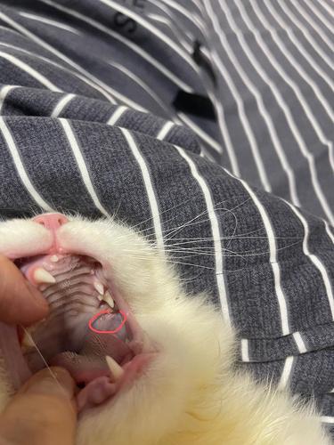 【讨论】请问猫猫嘴巴里面有这个小水泡是正常的吗