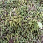 供应苏北花卉种子 江南桤木种子 批发华子花卉