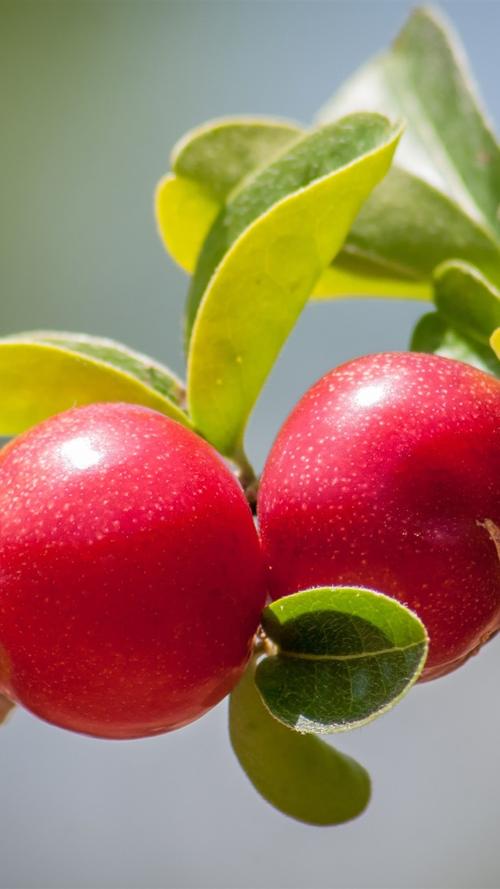 樱桃,树枝 iphone 壁纸