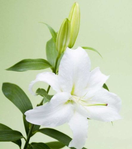 百合花的香味对人身体有没有害处百合花的香味有毒吗