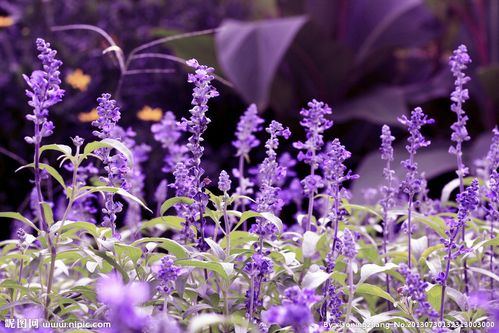 薰衣草图片