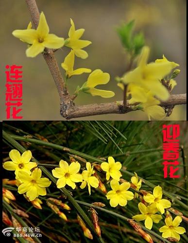 迎春花和连翘花的区别