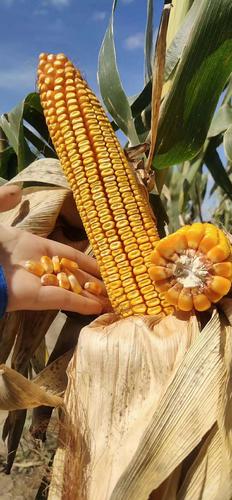 88吨,水分30,特大棒玉米.