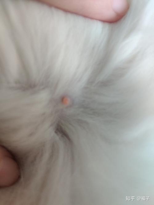 请问我家猫乳头这样是怀孕了吗?