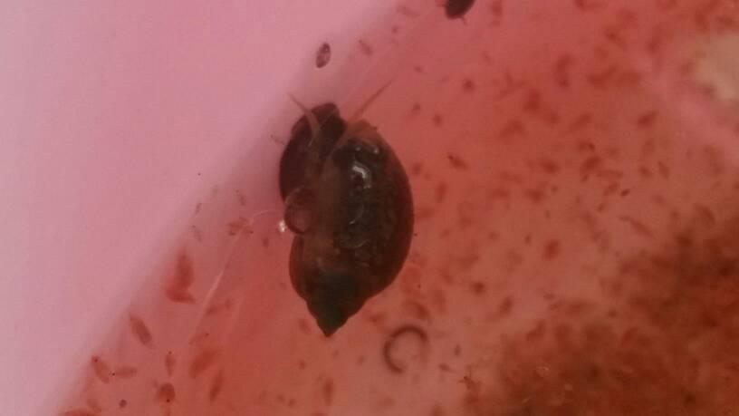 这个是什么?很像蜗牛,可以放鱼缸中吗