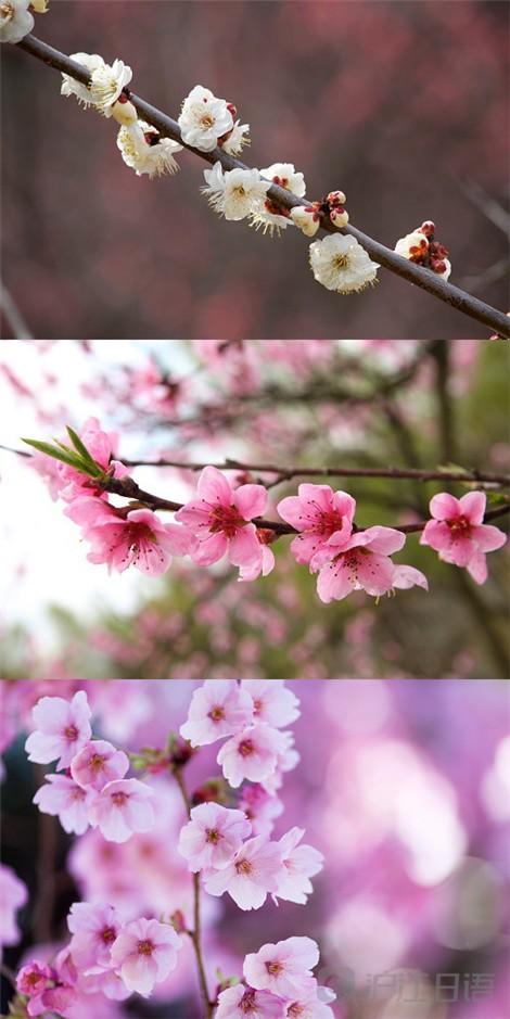 你知道如何区分梅花,桃花和樱花?