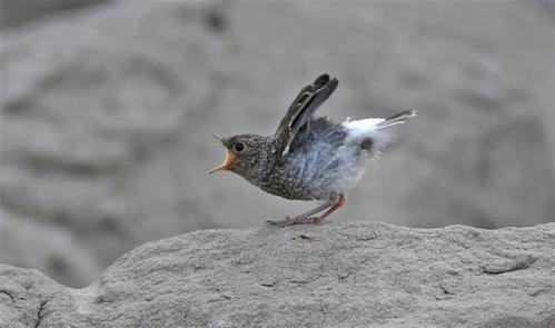 红尾水鸲长江岸边育雏鸟