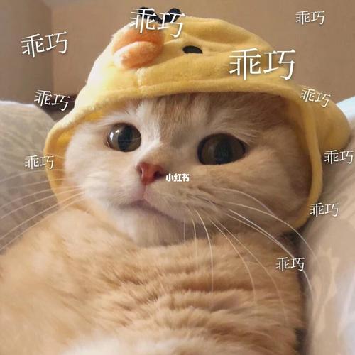 呆萌滴小猫咪_表情包_呆萌_猫咪_素材_表情包