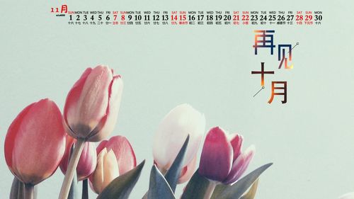 2020年11月郁金香唯美图片日历壁纸