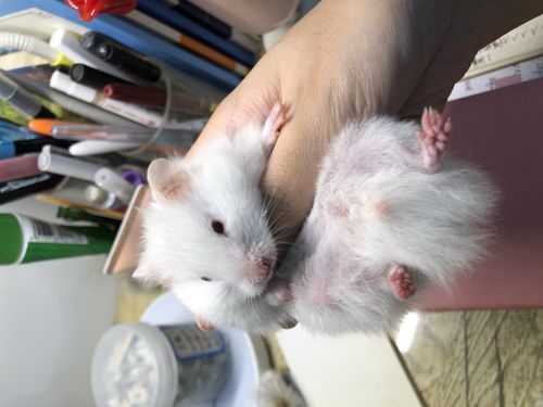 长毛纯白金丝熊