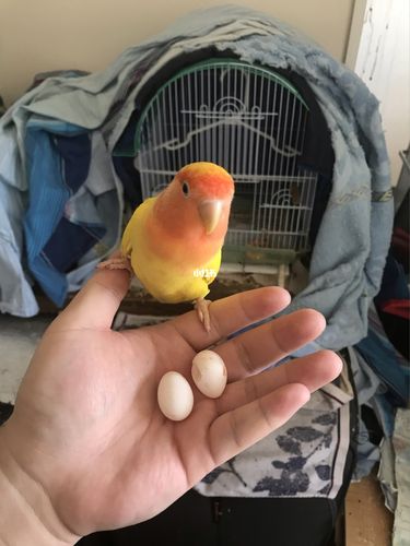 鹦鹉下蛋你们见过吗?