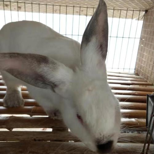 伊拉兔种兔价格伊拉兔养殖伊拉肉兔多少钱一只加盟成本