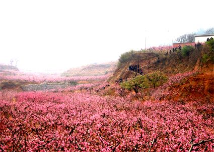 肥城桃花节的介绍