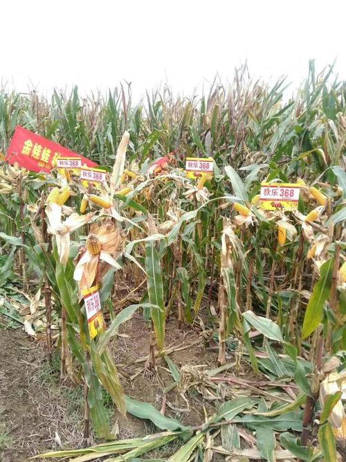 最新国审,高产玉米品种,秋乐368(副本)