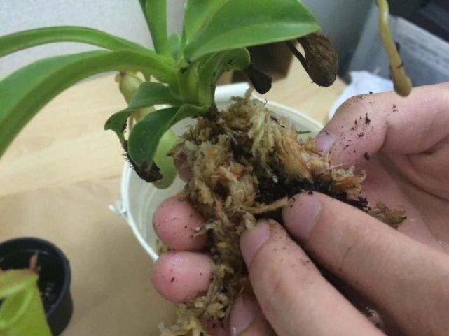 适合新手的食虫草盆栽,新手可入手猪笼草,便宜好养