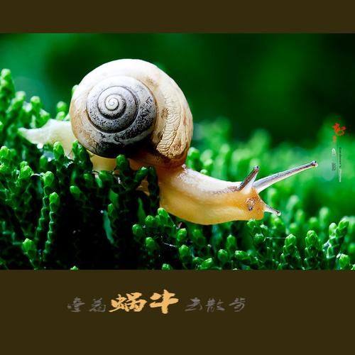 牵着蜗牛去散步