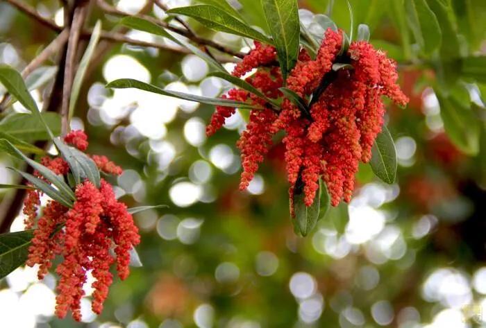 亚欧联盟精萃特别顾问吕建中:杨梅树开花了