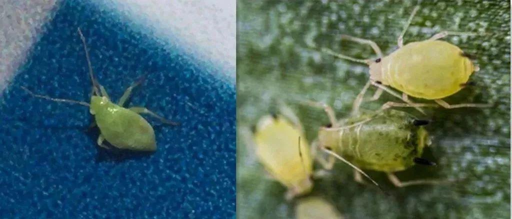 绿盲蝽幼虫            蚜虫