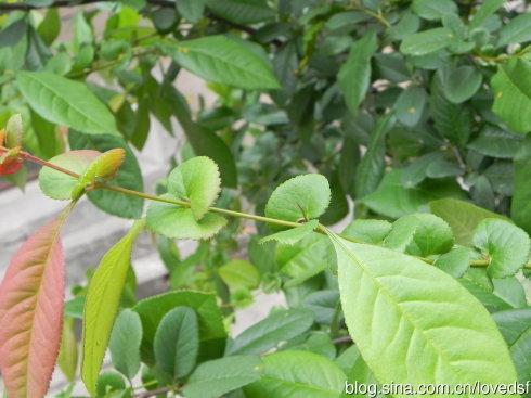 2013-04-21  拍摄地点:合肥植物园  ps:红花贴梗海棠花谢后的叶子