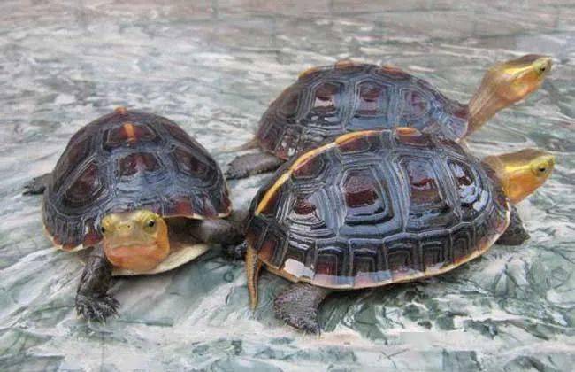 黄缘龟黄缘龟别称夹板龟,克蛇龟,断板龟等,陆生龟类,常活动在森林