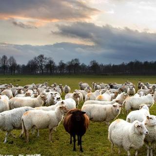 08-【我思故我在】black sheep 黑羊 by卡尔维诺