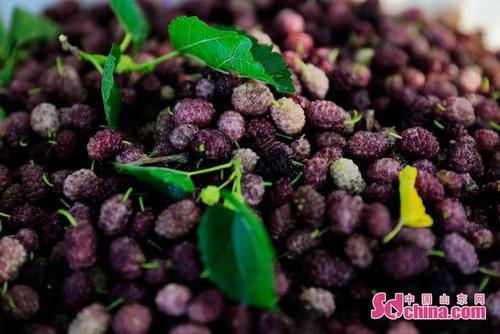 德州夏津:桑葚丰收 硕果累累引客来