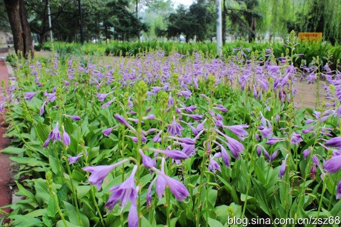 [转载]晶莹剔透的紫萼:紫萼玉簪(二)