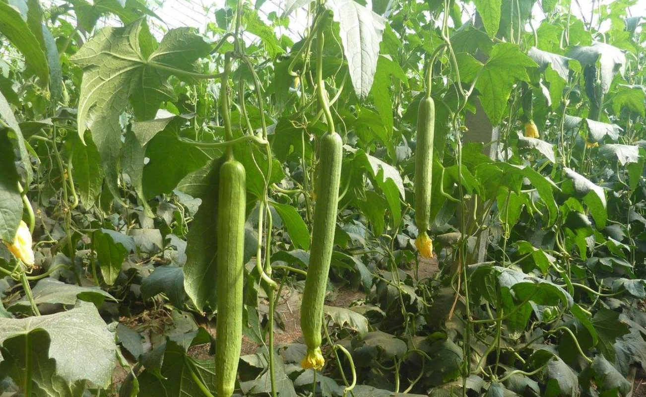 如何才能种植出高产丝瓜,掌握必要的栽培技术是关键