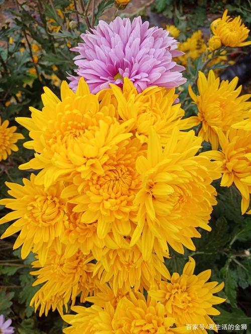 很大一片菊花,后面是一条新修的高速公路.