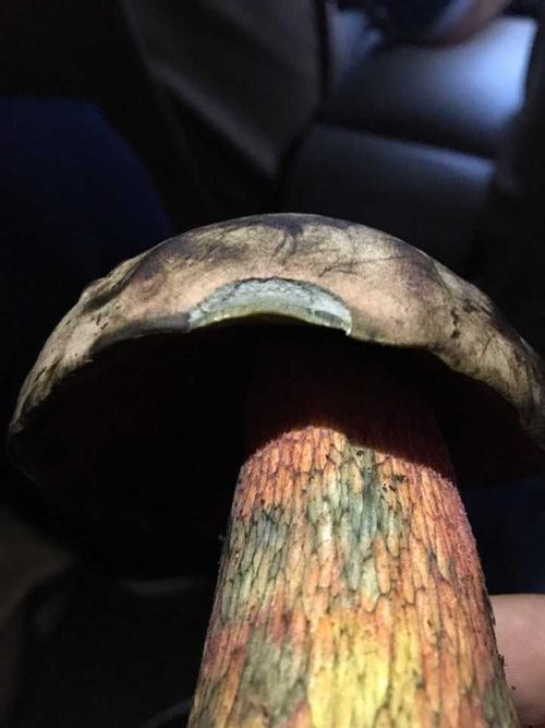 牛肝菌和见手青是一种蘑菇吗?哪个炖汤好喝啊?