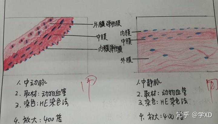 组胚实验红蓝铅笔绘图