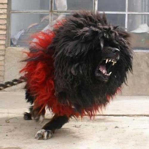 据厂长介绍,这条獒的名字叫魔王,品种是濒临绝种的鬼脸獒王,年龄才一