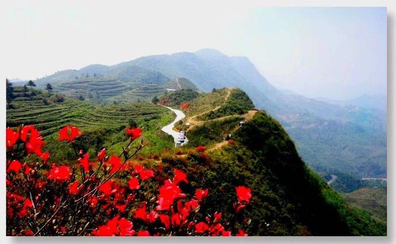 其它 竹子的美篇 写美篇 摄于2019年4月13日 地点:兴义市七舍镇白龙山