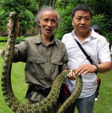 世界上最贵的毒蛇莽山烙铁头蛇价格高达百万美元中国特有品种
