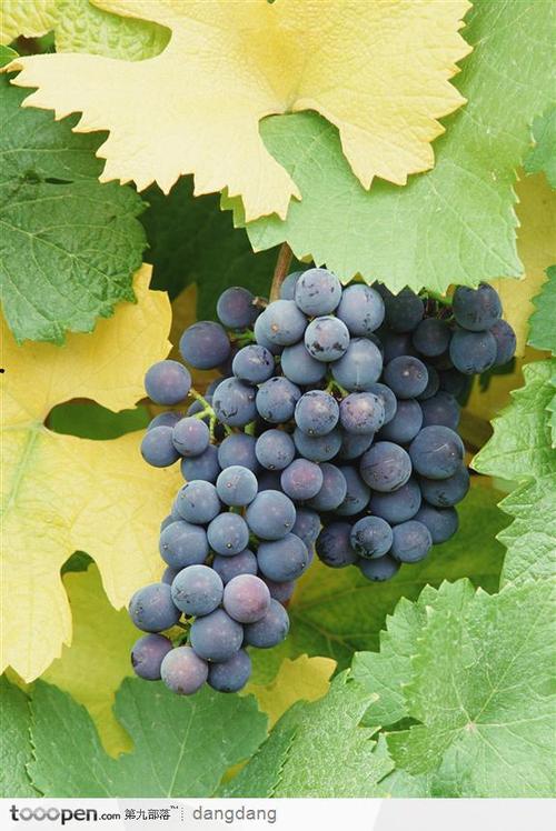 一串紫色葡萄 - 堆糖,美图壁纸兴趣社区