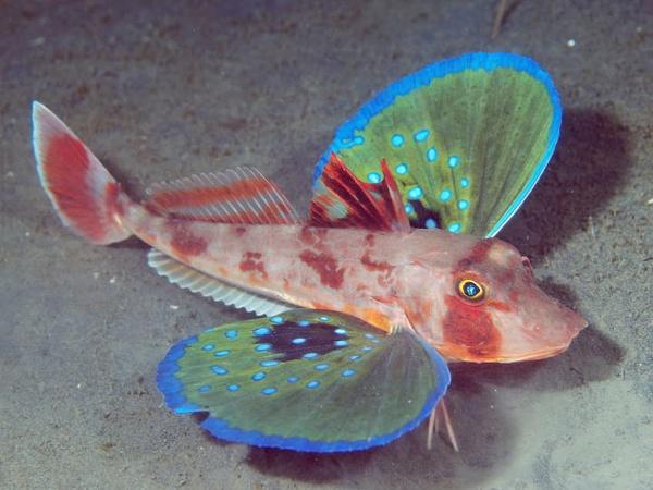 另一种是棘绿鳍鱼chelidonichthys spinosus